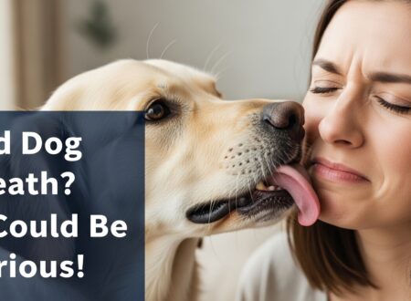 Bad Dog Breath It Could Be Serious!